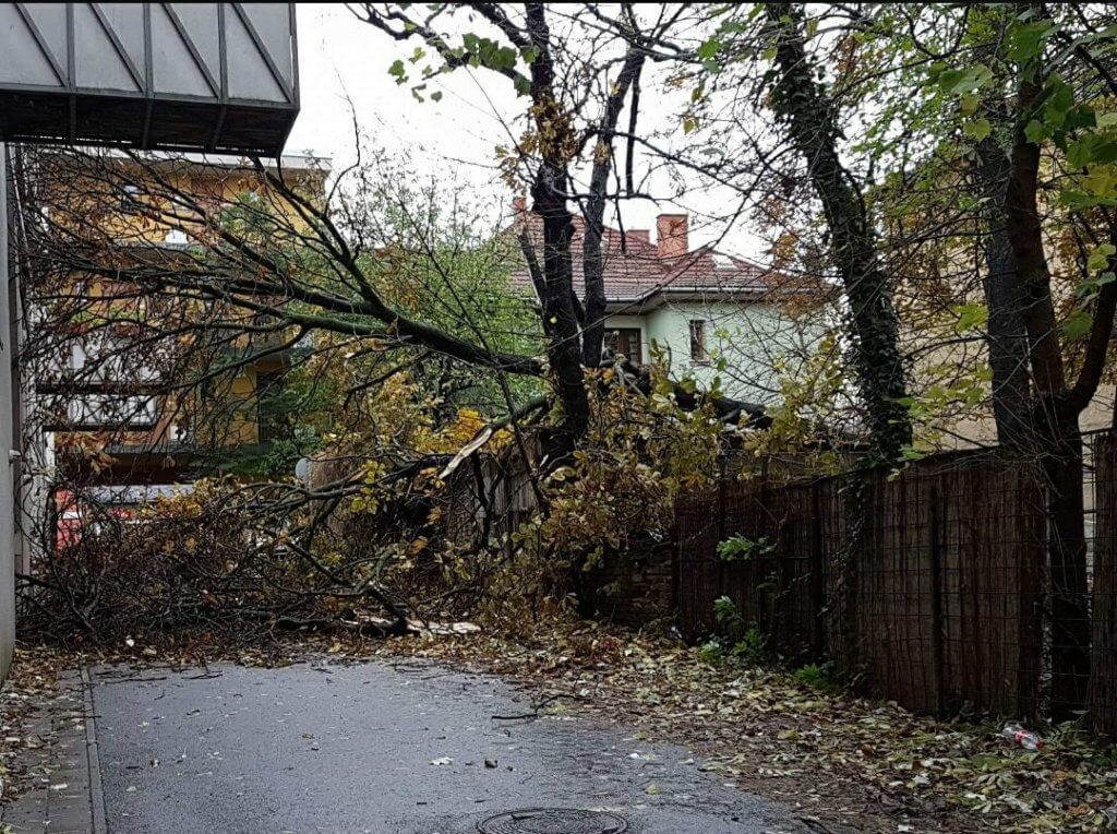 Károkat okoz a szél Dorogon