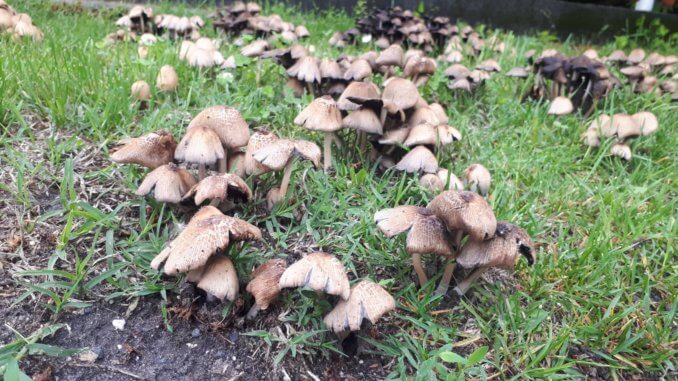 Az esős idő kedvez a gombáknak